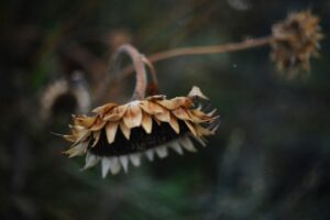 liana-s-xmDHaM53nxo-unsplash